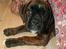 Boxer Berta - <3
