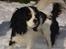 Cavalier king charles spaniel Lundholms Arnold - Elsker at lege i sneen