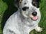 Australsk cattledog Max - Sååå sød...