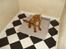 Cavalier king charles spaniel aZalia's Coco