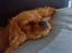 Cavalier king charles spaniel aZalia's Coco