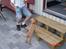 Cavalier king charles spaniel Donna