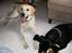 Labrador retriever tjalfe