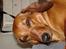 Gravhund Fiona