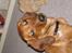 Gravhund Fiona
