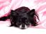 Chihuahua Mulle