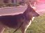 Blanding af racer Basse R.I.P