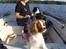 Cavalier king charles spaniel Aslan R.I.P. (Himmelhund) - jeg holder udkig