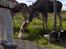 Cavalier king charles spaniel Aslan R.I.P. (Himmelhund) - jeg kyssede med elgene !!