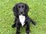 Field Trial spaniel Aslan