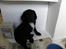 Field Trial spaniel Aslan