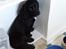 Field Trial spaniel Aslan