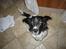 Engelsk springer spaniel Freia <3 - Billed ¤2 - Fotograf: Mig. Blink Blink<3