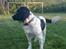 Engelsk springer spaniel Freia <3 - Billed ¤5 - Fotograf: Mig (: Ude i haven..