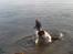 Engelsk springer spaniel Freia <3 - Billed ¤6 - Fotograf: Mig<3 Weee.. Endelig ud og bade, her hopper hun efter en sten (: