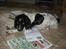 Engelsk springer spaniel Freia <3 - Billed ¤7 - Fotograf: Mig, lige inden jeg skulle ud med reklamer);