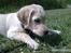 Labrador retriever Sascha *RIP*