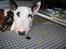 Bullterrier ALF  R.I.P savner dig ven