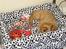 Cavalier king charles spaniel aZalia's Coco