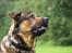 Blanding af racer Loke Rott/schæfer/norsk elg hund