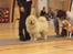 Chow chow Litchi Chow Daisy May - DKK Skue i Lunderskov vores prinsesse blev BIS og vandt over 94 andre hunde.