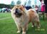 Chow chow Peifu`s Bonzo Pangzi - Bonzo på udstilling i Vejen i August 2008