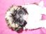 Shih tzu qiennie