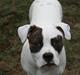 Amerikansk bulldog VBA´s Darling aka Maya