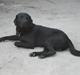 Labrador retriever Jensen R.I.P