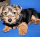 Norfolk terrier Nala