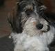 Petit basset griffon wendéen Cocio  R.I.P min ven!