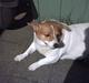 Blanding af racer Mala "Himmelhund"  R.I.P.