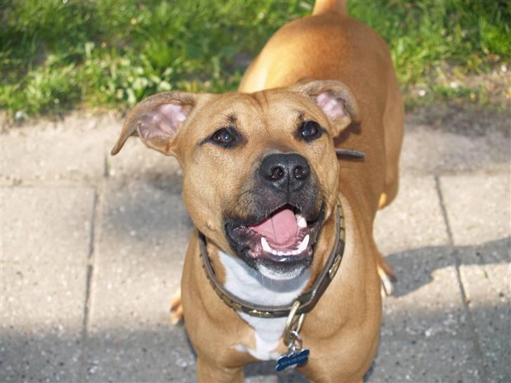 Amerikansk staffordshire terrier Kenzo *R.I.P* billede 1