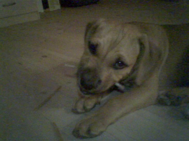 Amerikansk staffordshire terrier Kenzo *R.I.P* - Kenzo, 8,5uge gammel.. billede 2