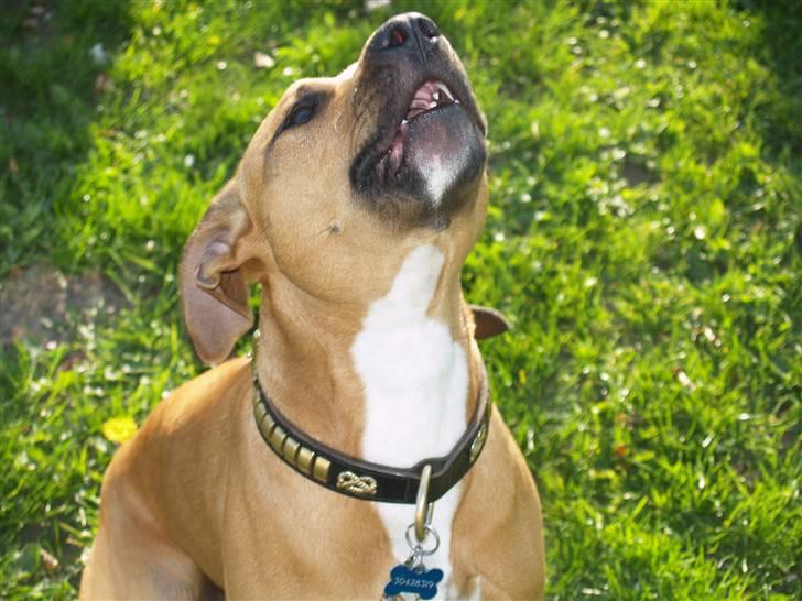 Amerikansk staffordshire terrier Kenzo *R.I.P* billede 3