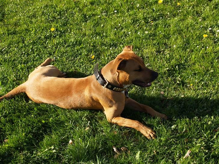 Amerikansk staffordshire terrier Kenzo *R.I.P* billede 4