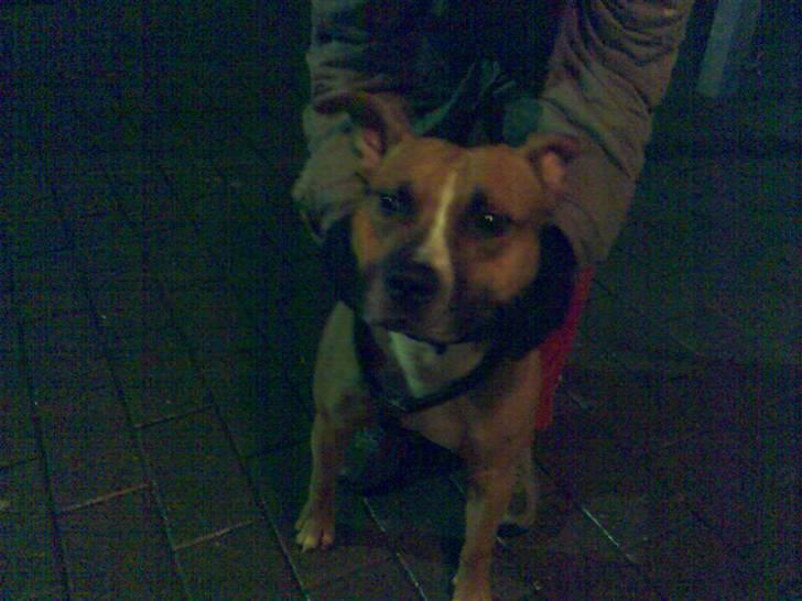 Amerikansk staffordshire terrier Kenzo *R.I.P* - Kenzo´s far billede 5