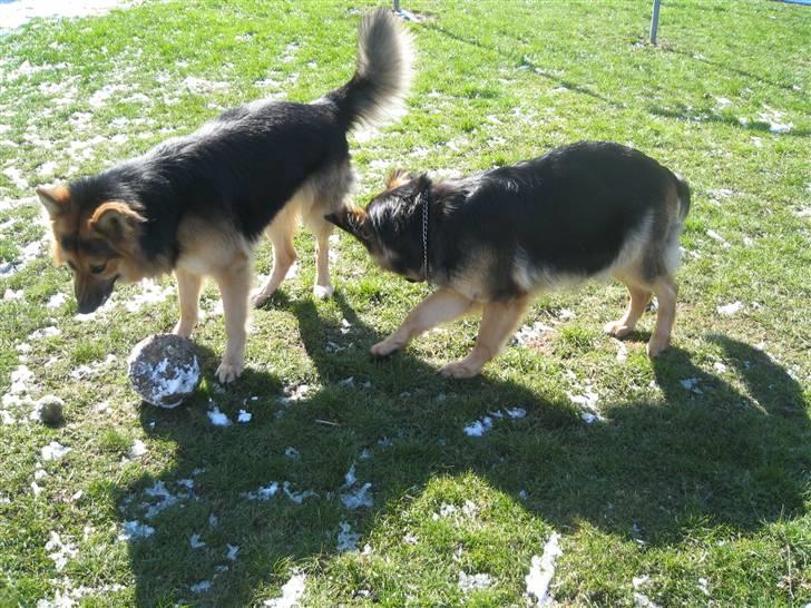 Schæferhund Rico - aj hold op luna billede 14