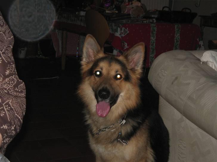 Schæferhund Rico - hejsa alle sammen er jeg ikk sød billede 15