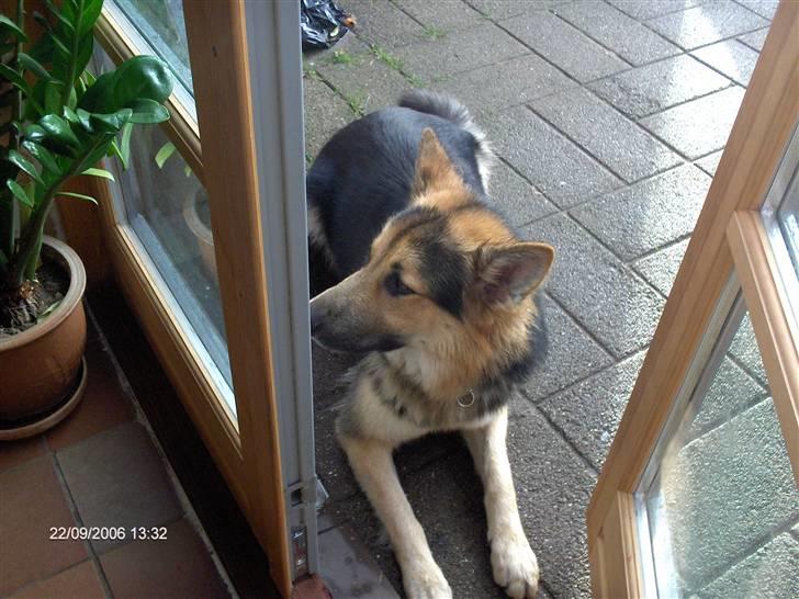 Schæferhund Rico - hvem kommer der billede 16