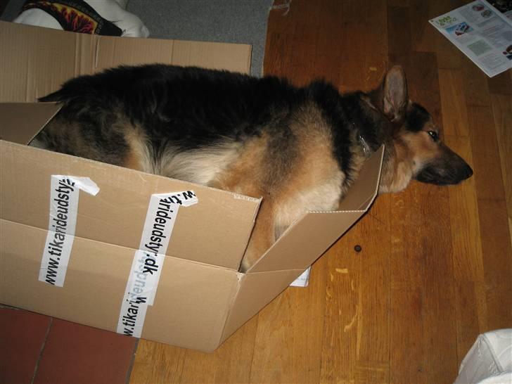 Schæferhund Rico - jeg blev sku lidt træt billede 17