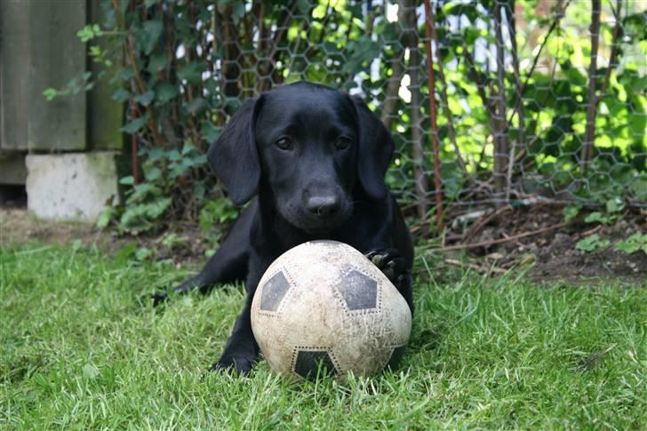 Blanding af racer SD Little Lucky Puma billede 13