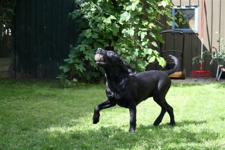 Blanding af racer SD Little Lucky Puma billede 14