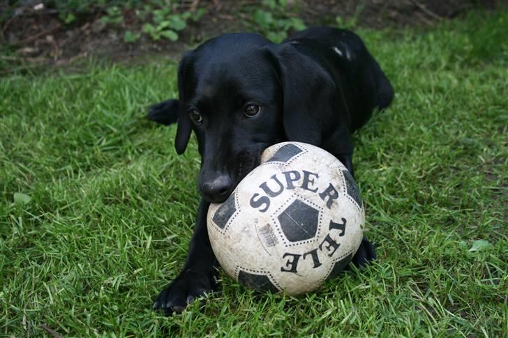 Blanding af racer SD Little Lucky Puma billede 15