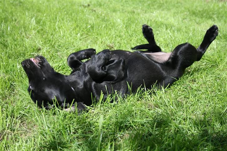 Blanding af racer SD Little Lucky Puma billede 16