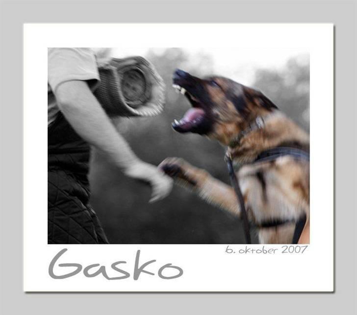 Schæferhund Gasko - Ipo hunden  billede 7