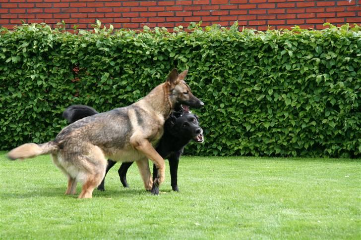 Schæferhund Gasko - Gasse leger billede 8