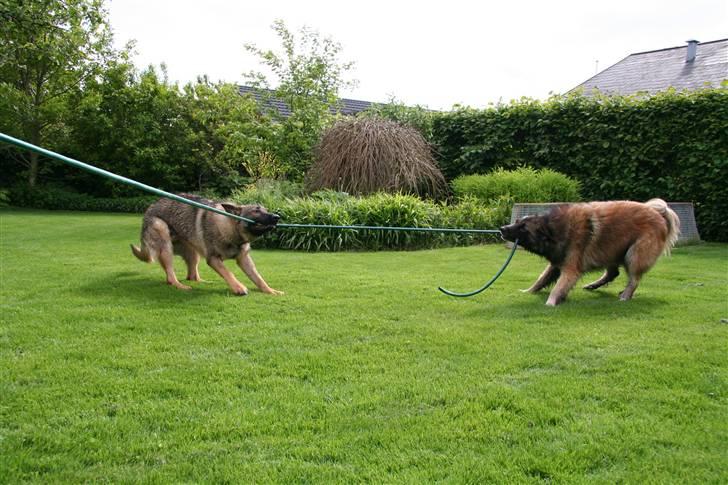Schæferhund Gasko - tov trakning billede 9