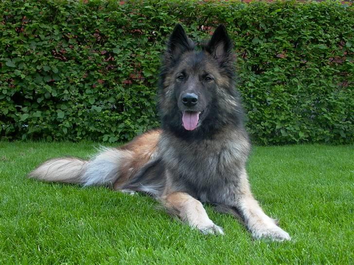 Tervueren Nanna billede 1