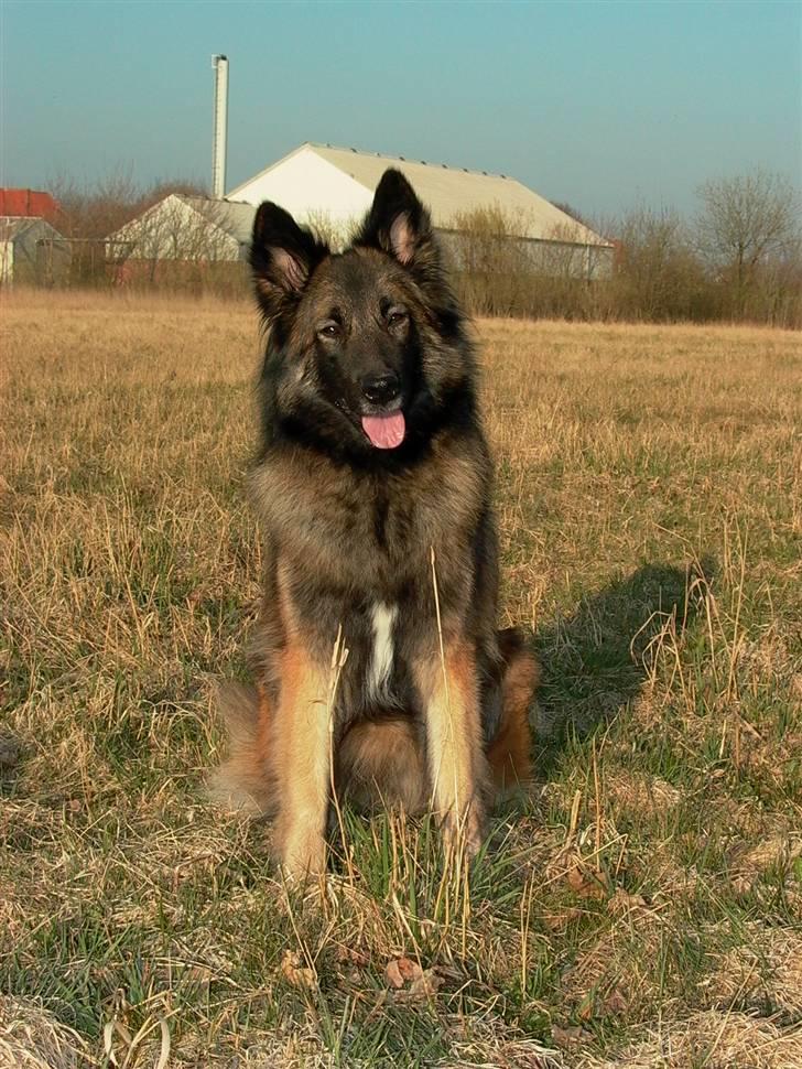 Tervueren Nanna billede 2